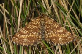 Attēlu rezultāti vaicājumam “Ematurga atomaria”