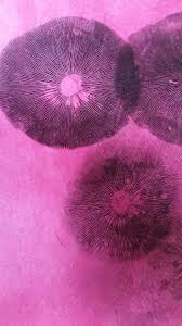 Attēlu rezultāti vaicājumam “Diderma montanum var. album spores”