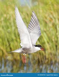 Image result for Chlidonias hybrida