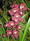 Cymbidium Society of America: Photo Gallery