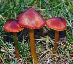 Attēlu rezultāti vaicājumam “Hygrocybe pseudoconica”