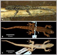 Attēlu rezultāti vaicājumam “Regulus regulus adult”