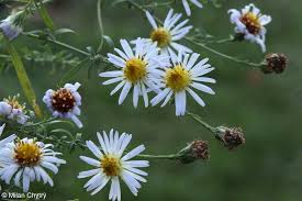 Image result for Aster lanceolatus