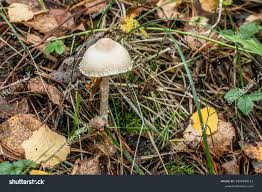 Attēlu rezultāti vaicājumam “Lepiota clypeolaria”