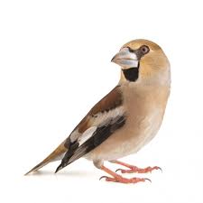 Attēlu rezultāti vaicājumam “Coccothraustes coccothraustes adult”