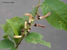 Attēlu rezultāti vaicājumam “Taphrina padi”