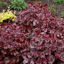 Image result for Heuchera Metallica