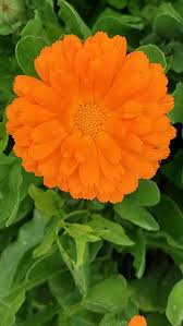 Attēlu rezultāti vaicājumam “Calendula officinalis”