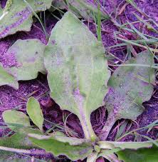 Attēlu rezultāti vaicājumam “Plantago uniflora leaf”