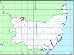 Attēlu rezultāti vaicājumam “Campylophyllum calcareum”