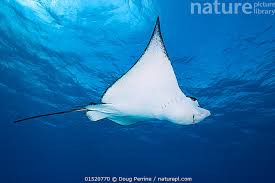 Image result for Aetobatus ocellatus