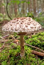 Attēlu rezultāti vaicājumam “Macrolepiota procera”