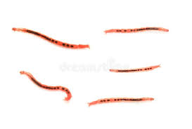 Attēlu rezultāti vaicājumam “Chironomidae larva”