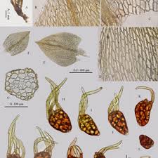 Attēlu rezultāti vaicājumam “Bryum funkii”