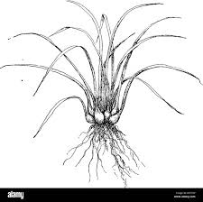 Attēlu rezultāti vaicājumam “Isoetes echinospora leaf”