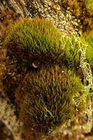 Attēlu rezultāti vaicājumam “Acrocarpous mosses”