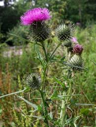 Attēlu rezultāti vaicājumam “Cirsium vulgare flower”