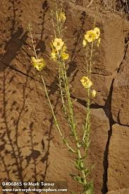 Image result for Verbascum blattaria