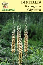 Image result for Digitalis ferruginea