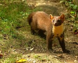 Attēlu rezultāti vaicājumam “Martes martes”