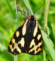 Attēlu rezultāti vaicājumam “Parasemia plantaginis female”