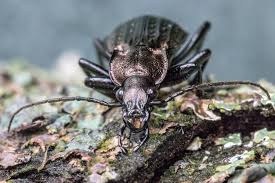 Attēlu rezultāti vaicājumam “Carabus granulatus”