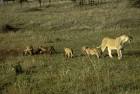 Female lion with cubs mammals - via Daymix