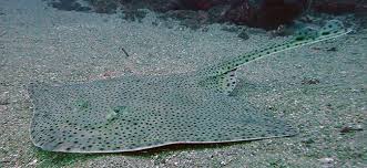 Image result for Raja montagui