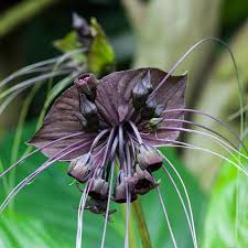 Image result for Tacca chantrieri
