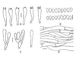 Attēlu rezultāti vaicājumam “Arrhenia retiruga”