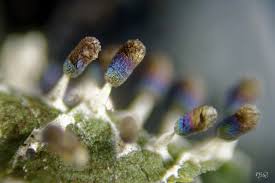 Attēlu rezultāti vaicājumam “Diachea leucopodia stalked”