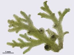 Attēlu rezultāti vaicājumam “Riccardia multifida”