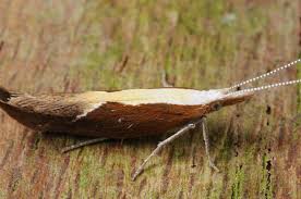 Attēlu rezultāti vaicājumam “Ypsolopha dentella”