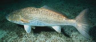 Image result for Sciaenops ocellatus