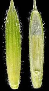 Attēlu rezultāti vaicājumam “Brachypodium sylvaticum flower”