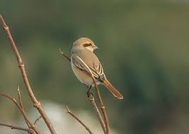 Image result for Lanius isabellinus