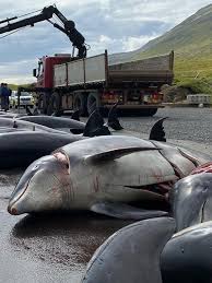 Image result for massacre golfinhos dinamarca