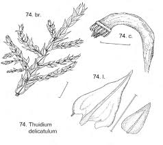 Attēlu rezultāti vaicājumam “Paraleucobryum longifolium sporophyte”