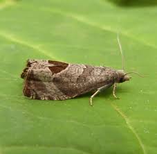 Attēlu rezultāti vaicājumam “Notocelia uddmanniana”