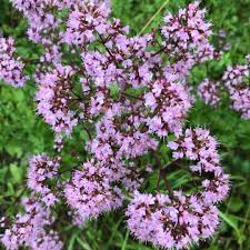 Attēlu rezultāti vaicājumam “Origanum majorana flower”