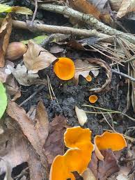 Attēlu rezultāti vaicājumam “Sarcoscypha austriaca”