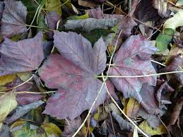 Attēlu rezultāti vaicājumam “Acer pseudoplatanus fo. purpurascens leaf”