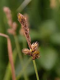 Attēlu rezultāti vaicājumam “Carex disticha”