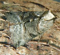 Attēlu rezultāti vaicājumam “Abrostola tripartita”