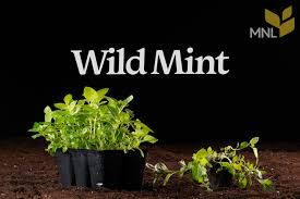 Attēlu rezultāti vaicājumam “Mentha arvensis”