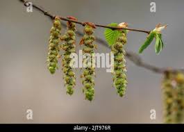 Attēlu rezultāti vaicājumam “Carpinus betulus male flower”