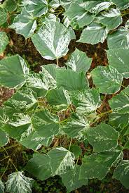 Attēlu rezultāti vaicājumam “Acer rufinerve flower”