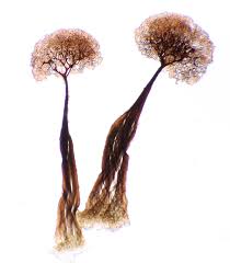 Attēlu rezultāti vaicājumam “Comatricha elegans stalked”