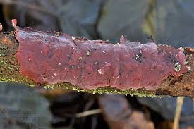 Attēlu rezultāti vaicājumam “Cytidia salicina”