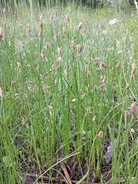 Attēlu rezultāti vaicājumam “Eleocharis uniglumis flower”